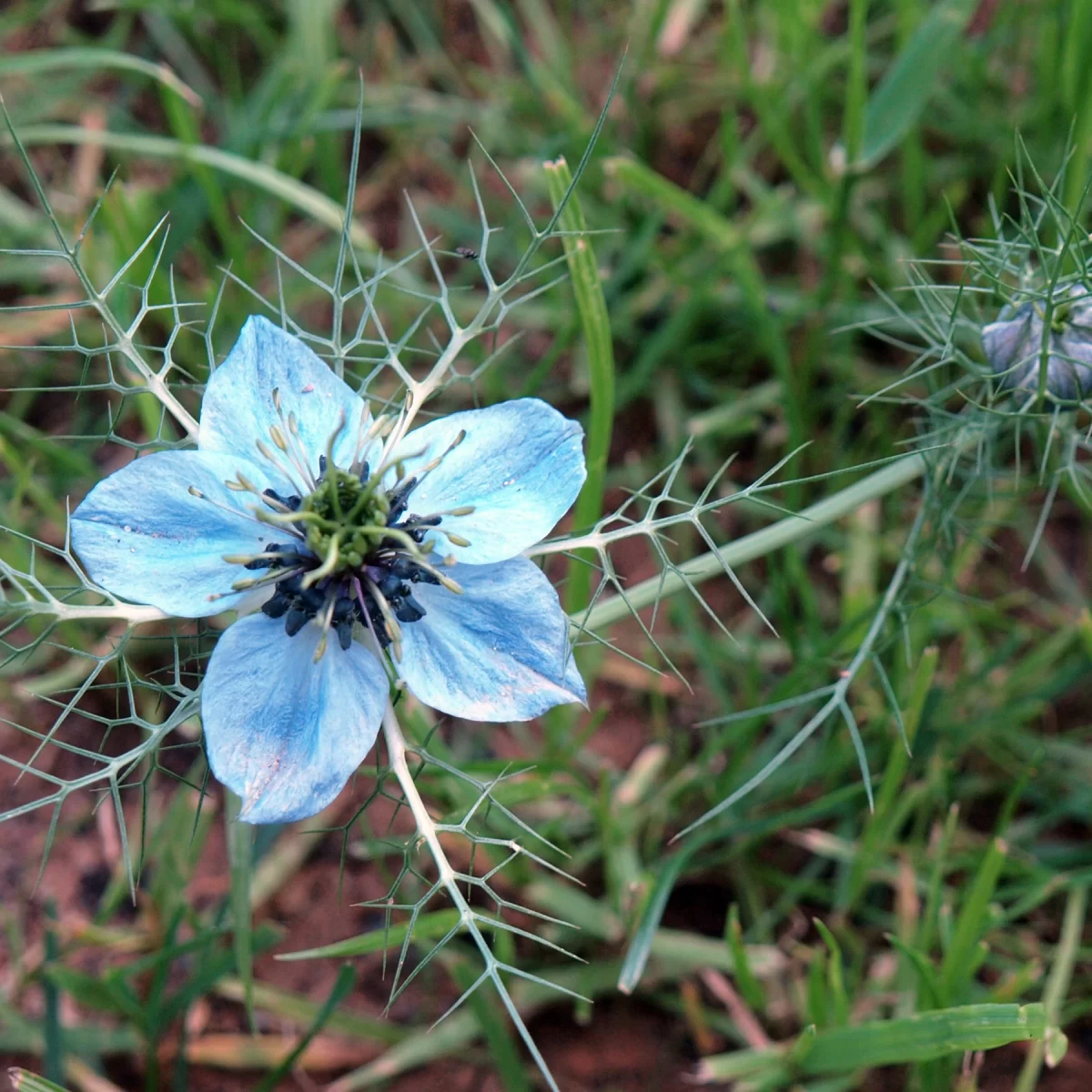 Černucha damašská. Pořízeno 23.07.2020 15:07 - František Matoušek