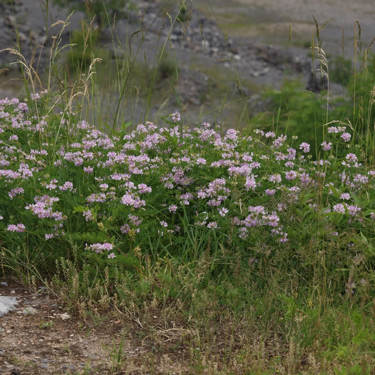 Čičorka pestrá. Pořízeno 18.06.2010 11:06 - František Matoušek