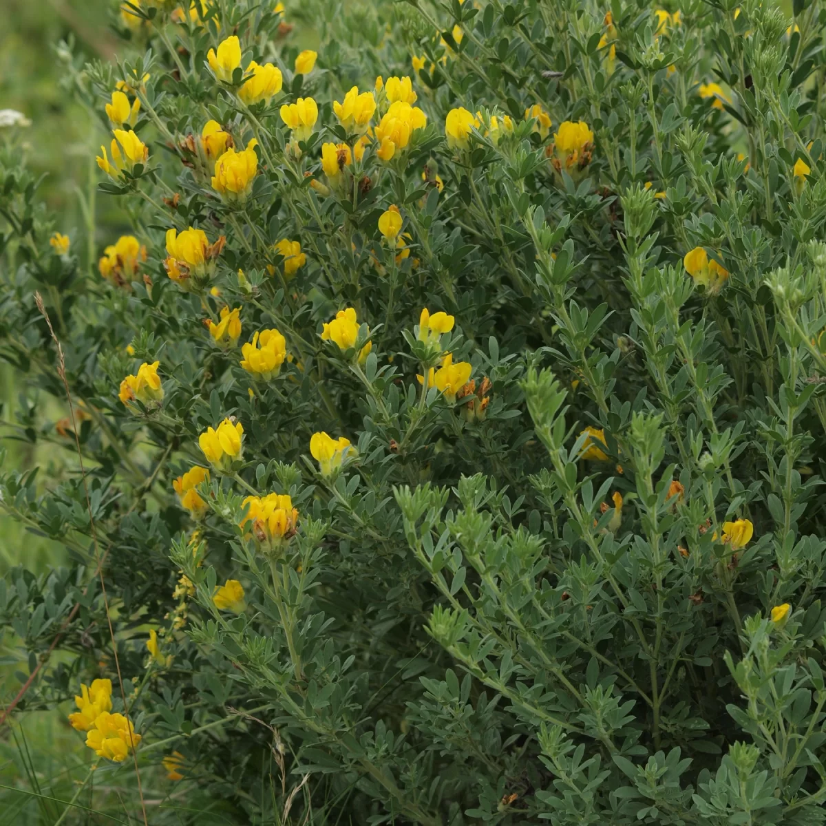 Čilimník nízký. Pořízeno 26.07.2014 20:07 - František Matoušek