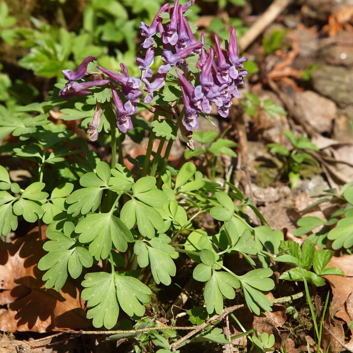 Dymnivka plná. Pořízeno 06.04.2015 18:04 - František Matoušek