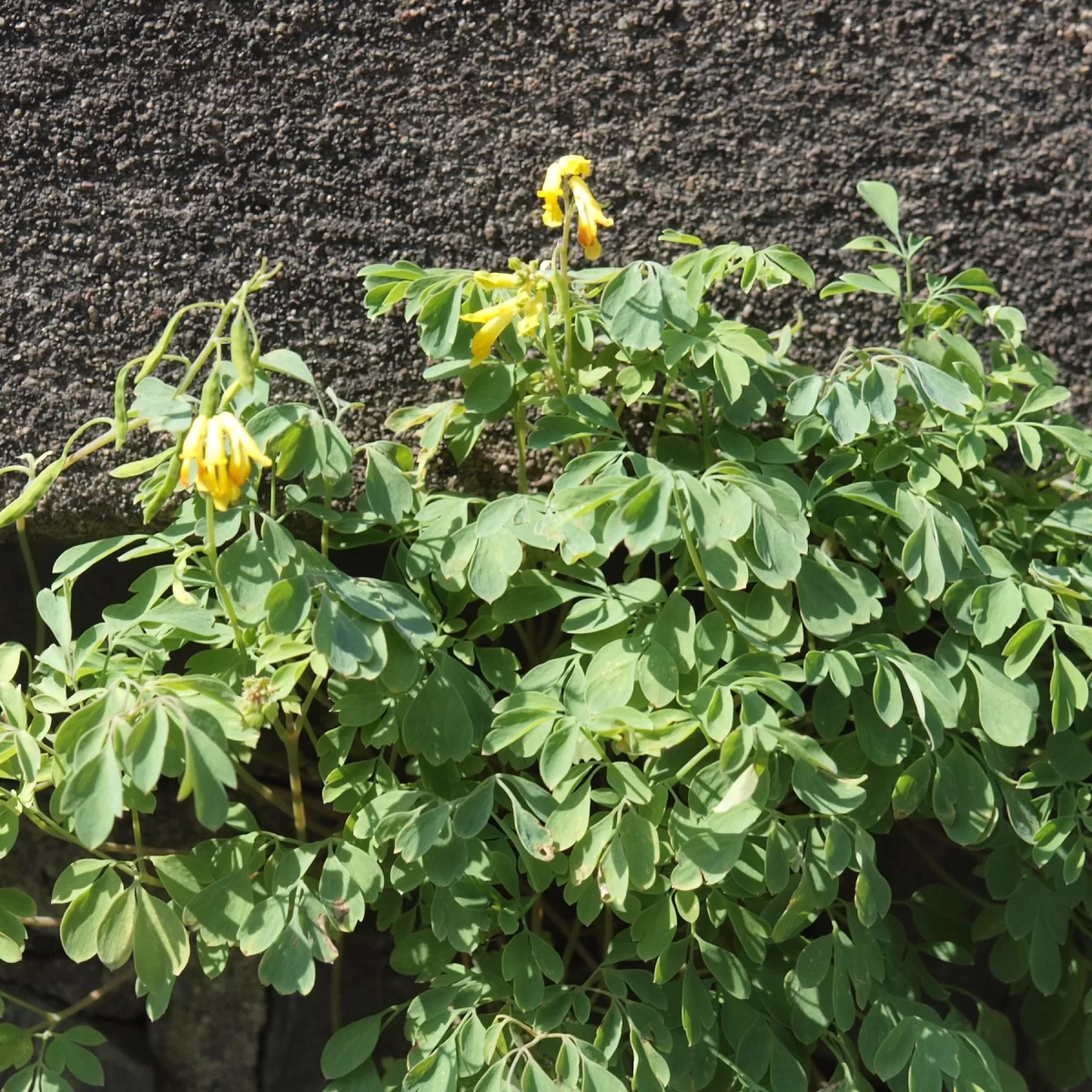 Dymnivka žlutá. Pořízeno 19.07.2015 16:07 - František Matoušek