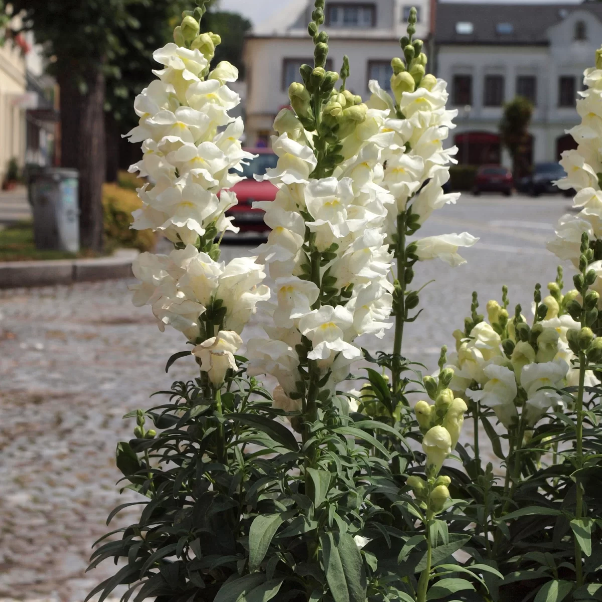 Hledík větší. Pořízeno 15.07.2019 13:07 - František Matoušek