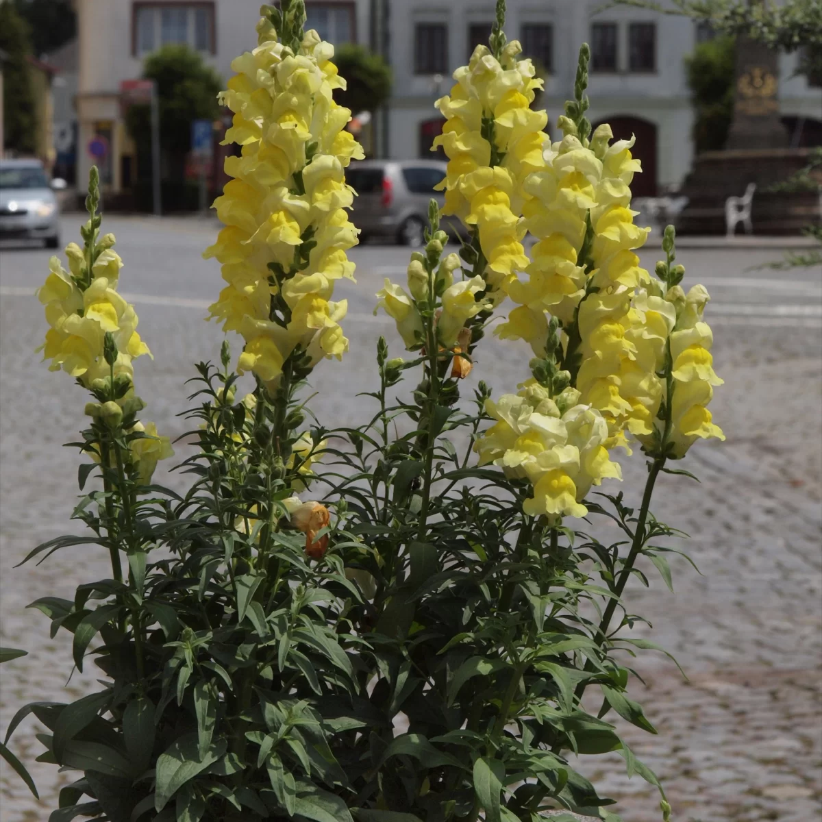 Hledík větší. Pořízeno 15.07.2019 13:07 - František Matoušek