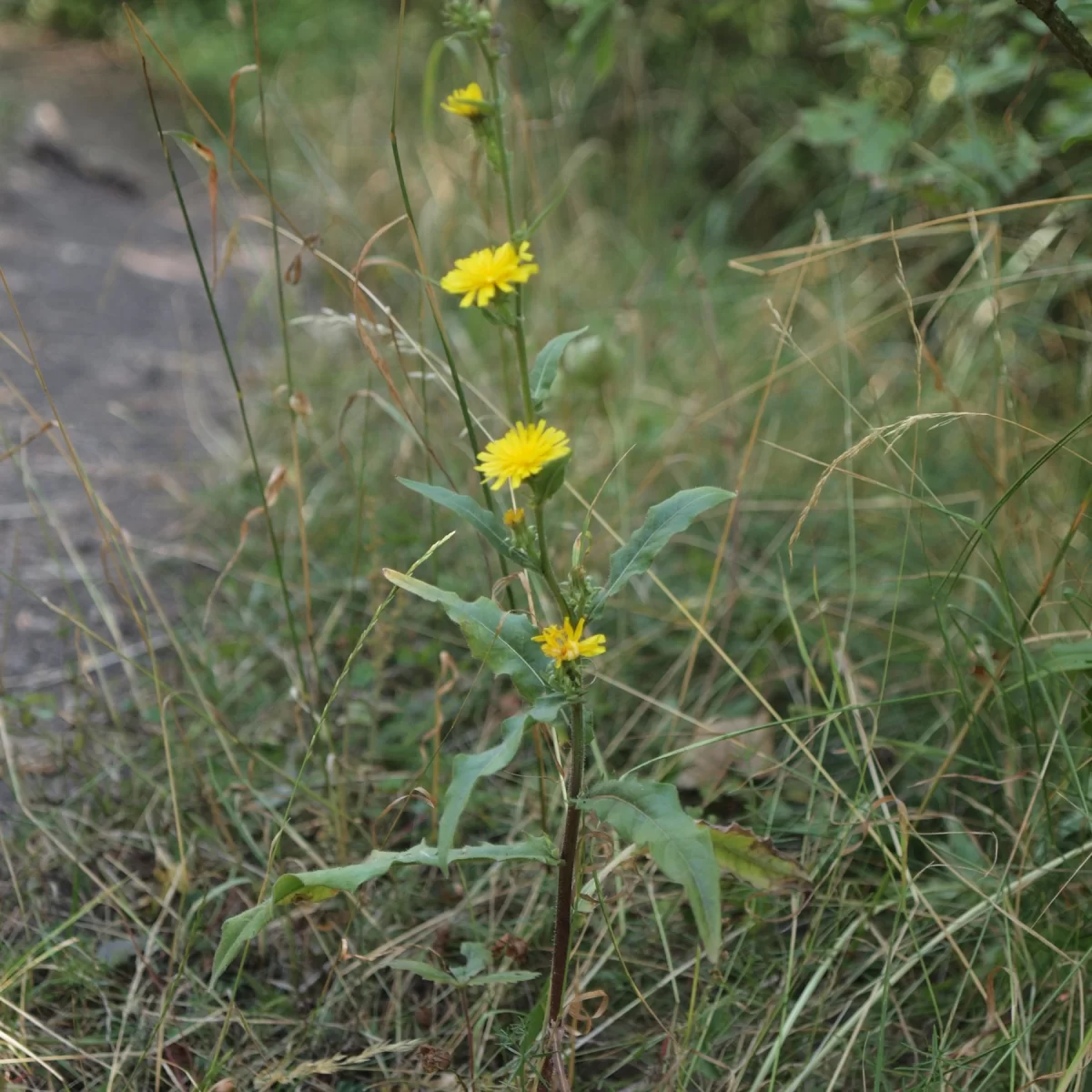 Hořčík jestřábníkovitý. Pořízeno 02.08.2015 19:08 - František Matoušek