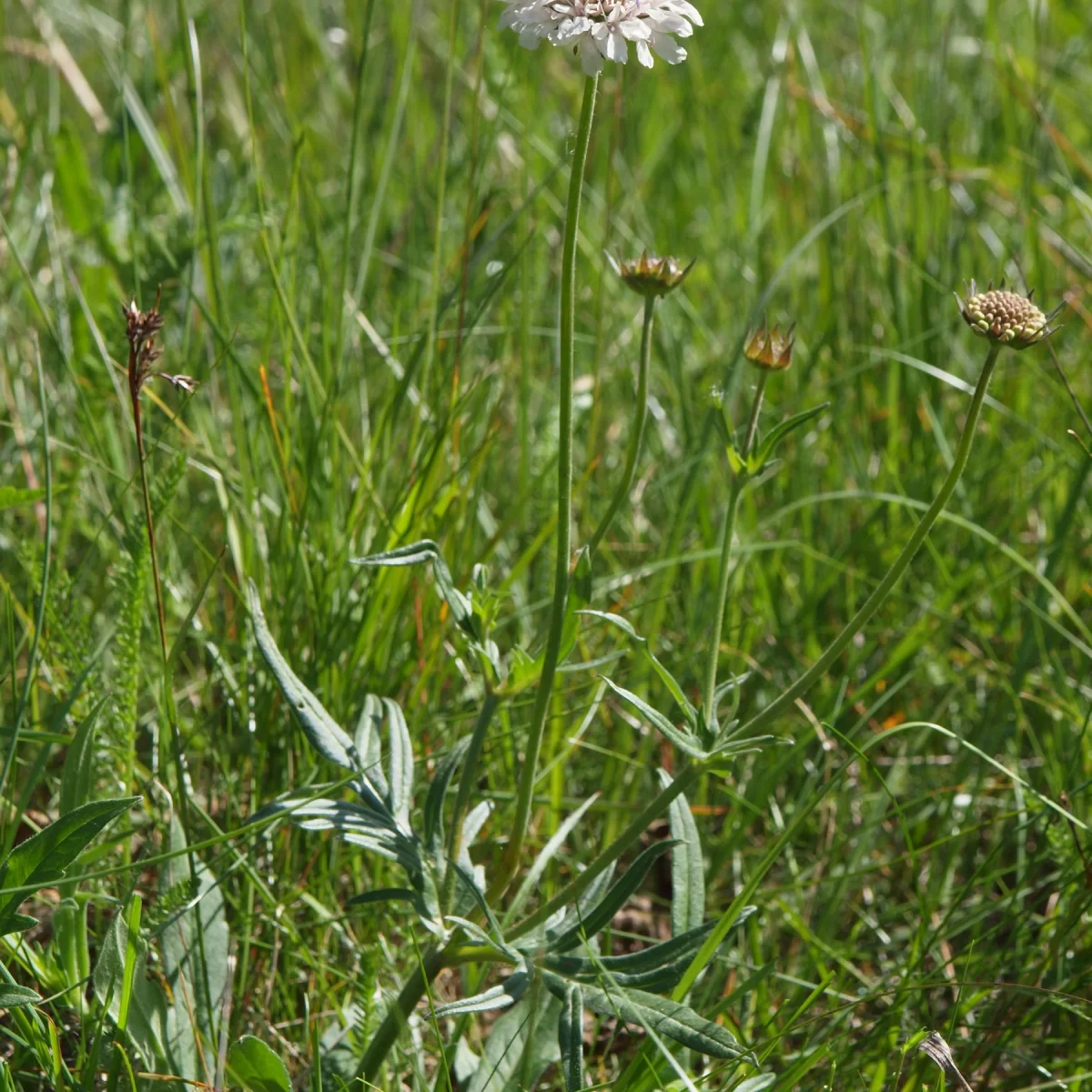 Chrastavec rolní. Pořízeno 07.06.2009 14:06 - František Matoušek