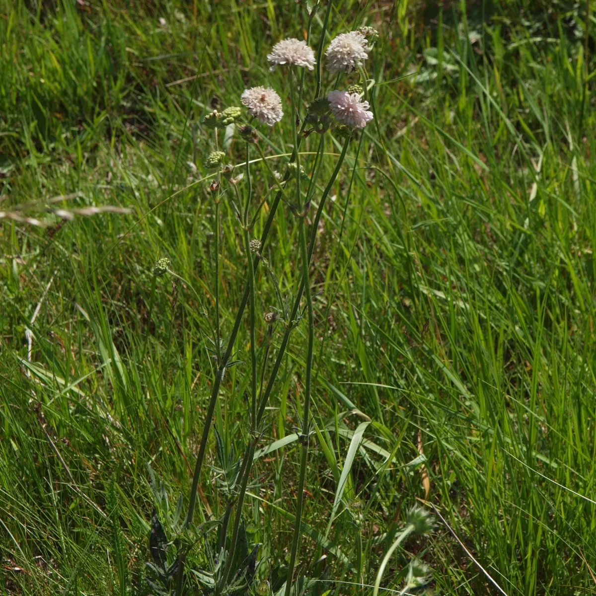 Chrastavec rolní. Pořízeno 07.06.2009 14:06 - František Matoušek