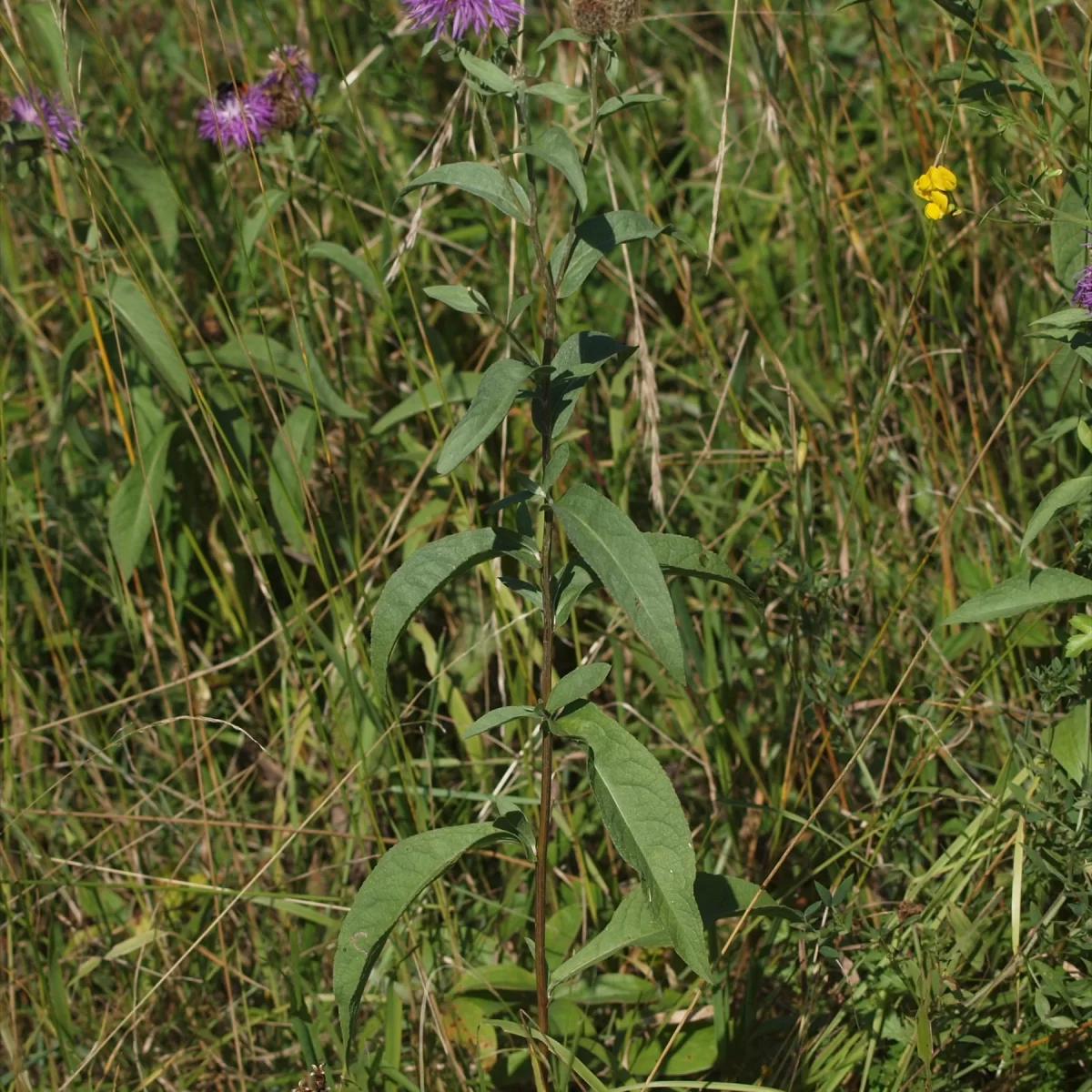 Chrpa parukářka. Pořízeno 02.08.2010 15:08 - František Matoušek