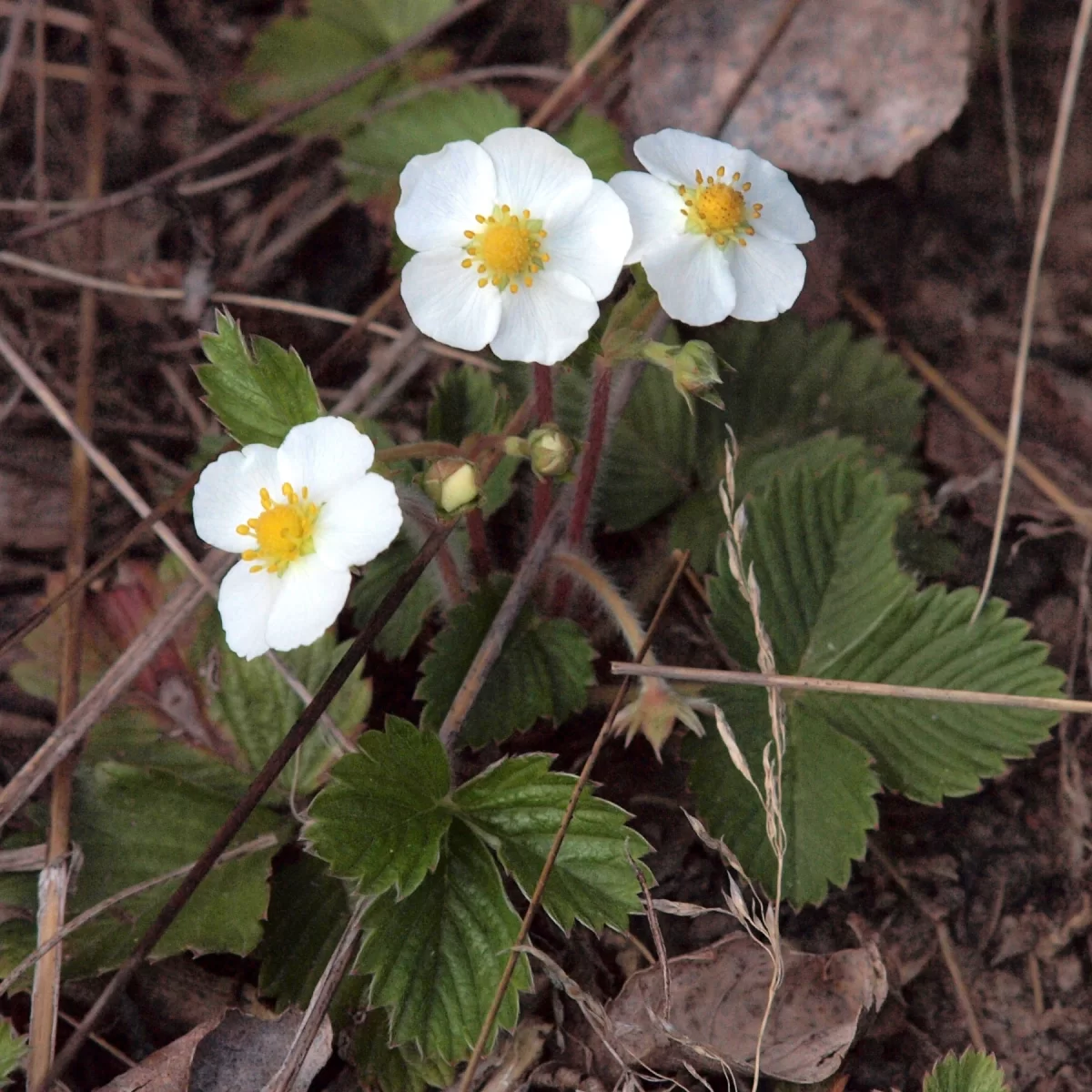 Jahodník obecný. Pořízeno 12.04.2014 19:04 - František Matoušek