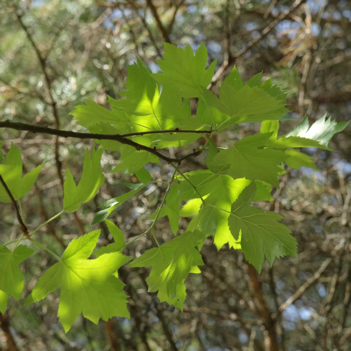 Jeřáb břek. Pořízeno 06.05.2018 20:05 - František Matoušek