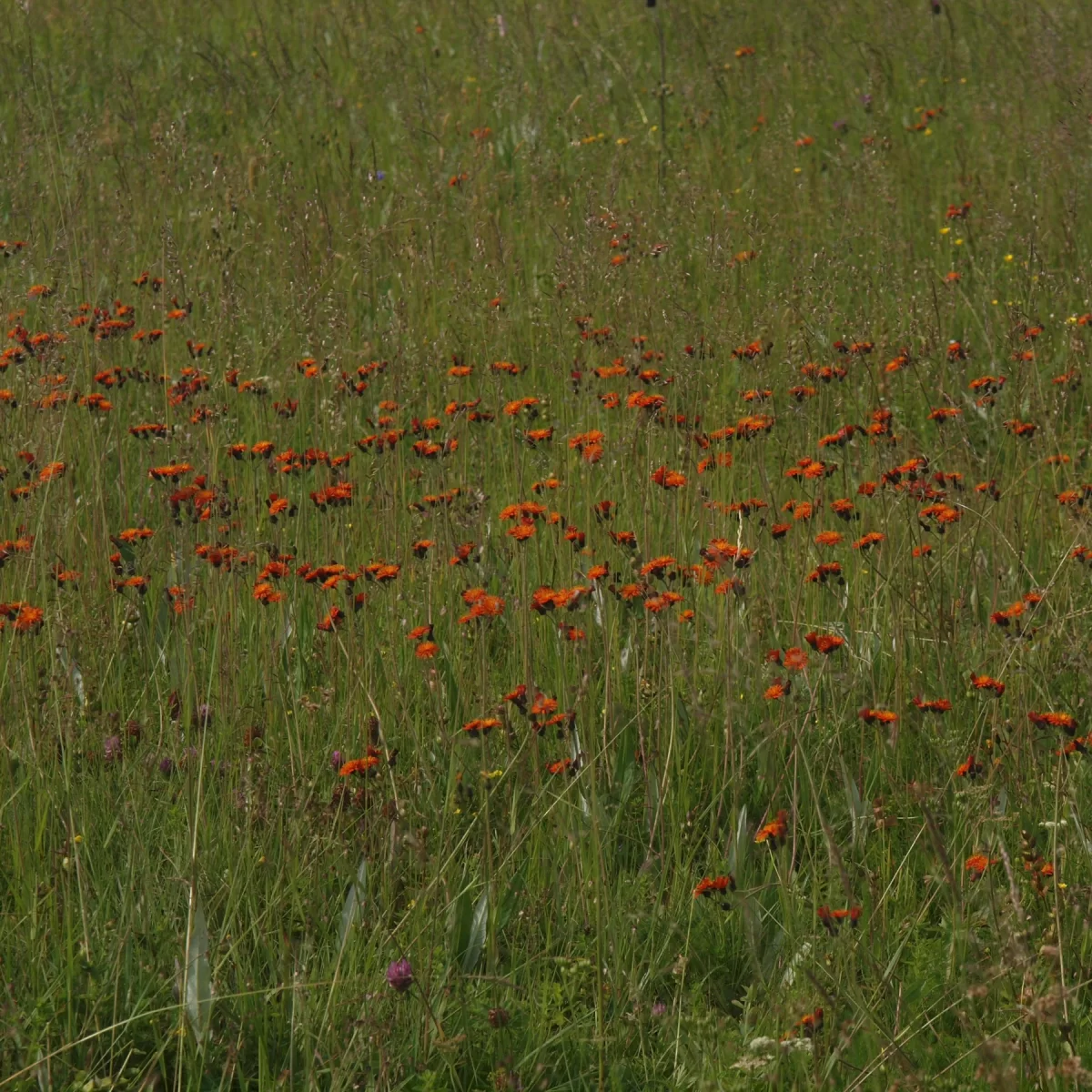 Chlupáček oranžový (Jestřábník oranžový). Pořízeno 05.07.2010 08:07 - František Matoušek