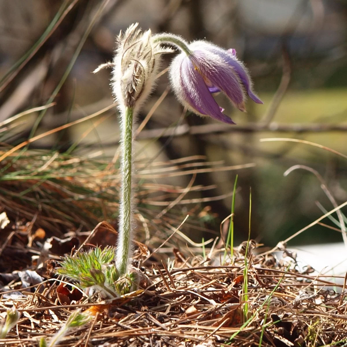 Koniklec velkokvětý. Pořízeno 06.04.2015 18:04 - František Matoušek