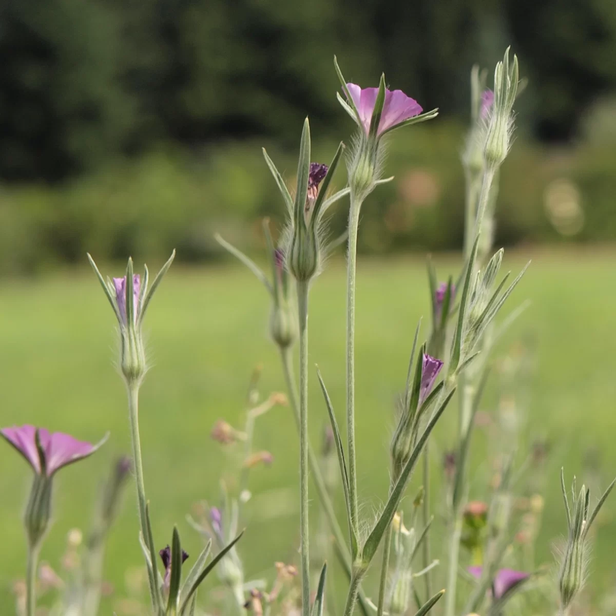 Koukol polní. Pořízeno 21.07.2015 17:07 - František Matoušek