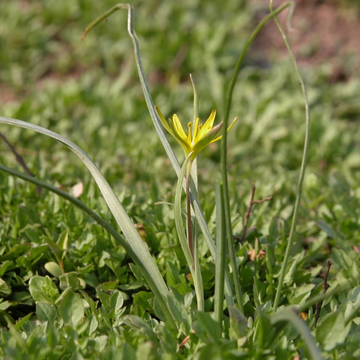 Křivatec žlutý. Pořízeno 14.04.2005 16:04 - František Matoušek