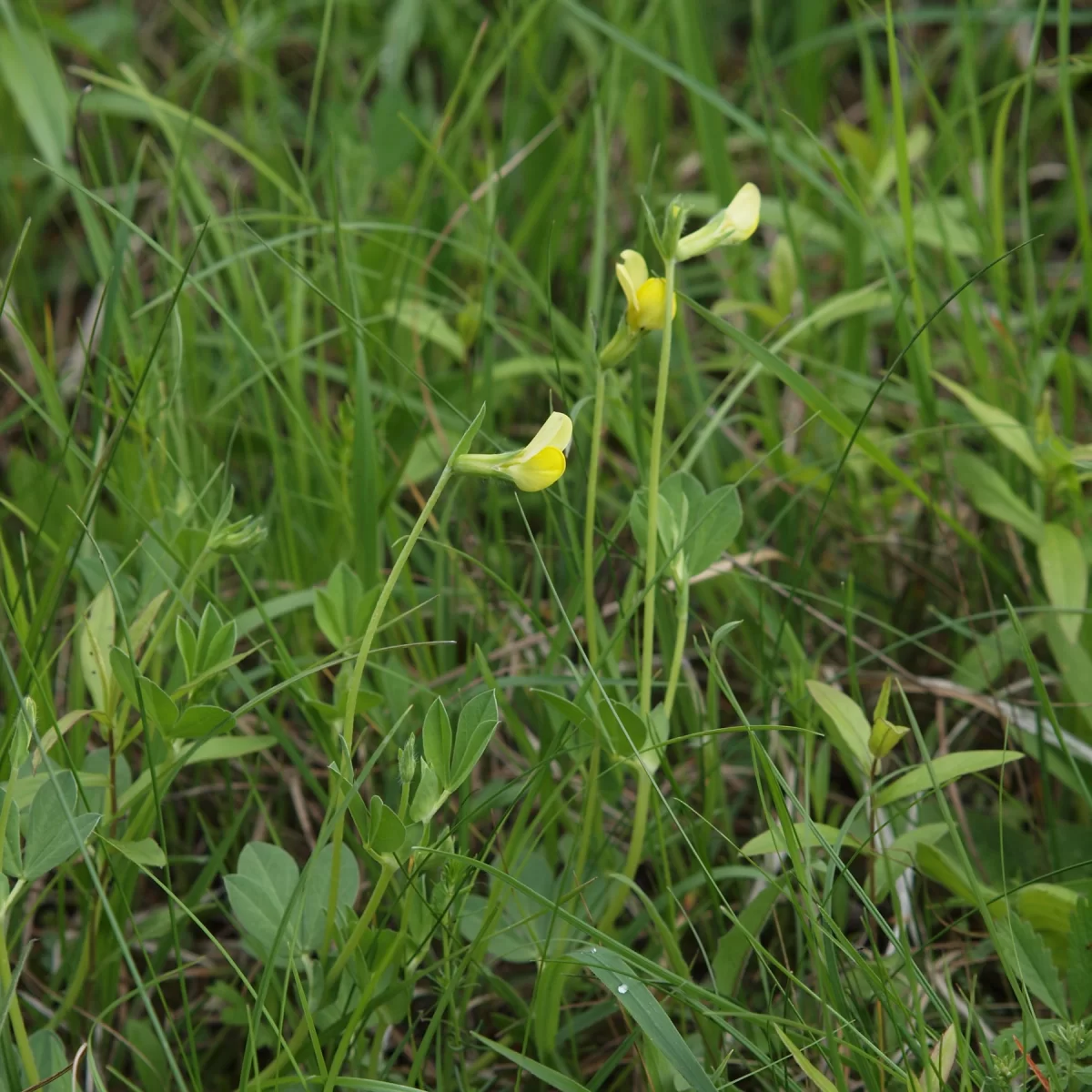 Štírovník přímořský (Ledenec přímořský). Pořízeno 21.05.2010 14:05 - František Matoušek