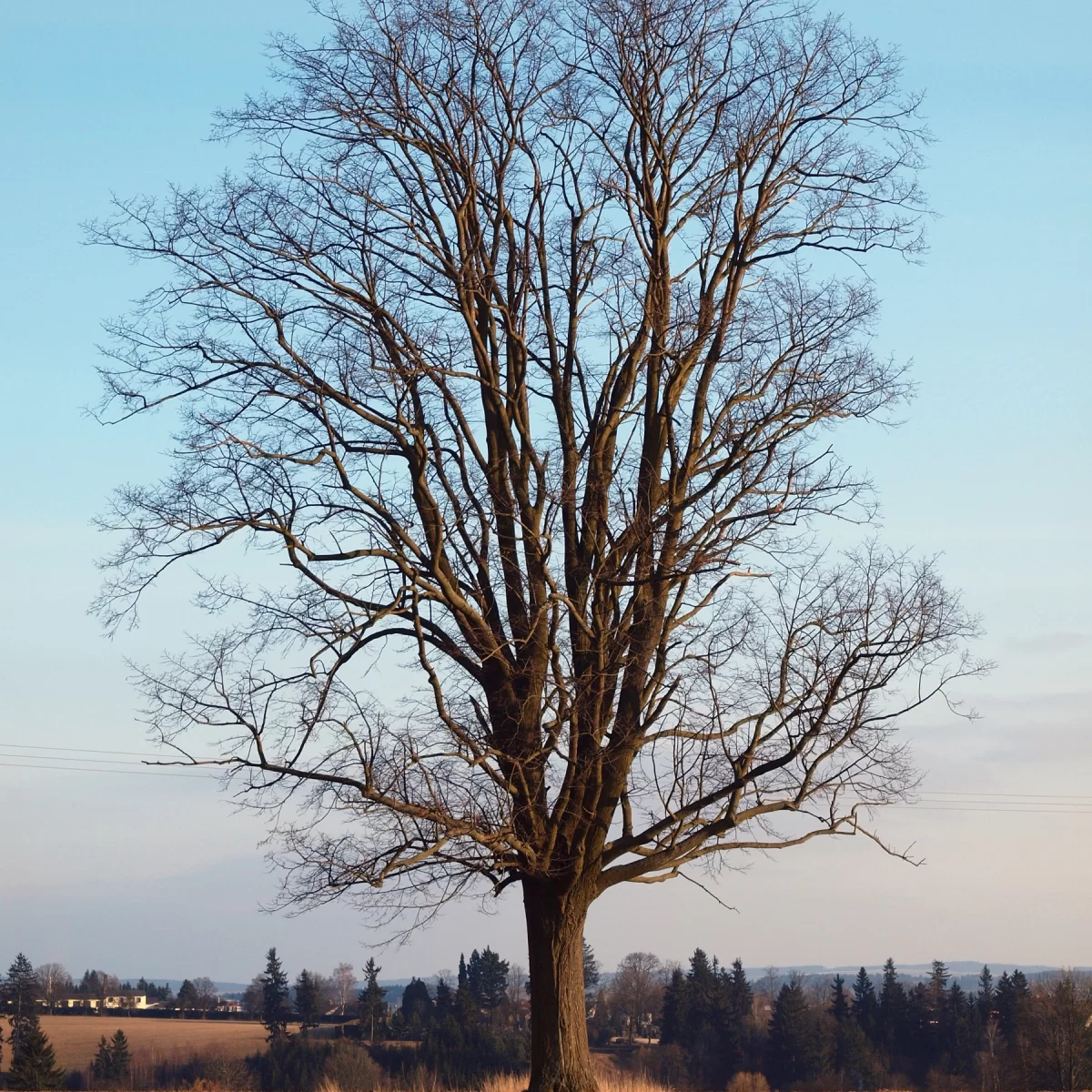 Lípa malolistá (Lípa srdčitá). Pořízeno 07.03.2015 17:03 - František Matoušek