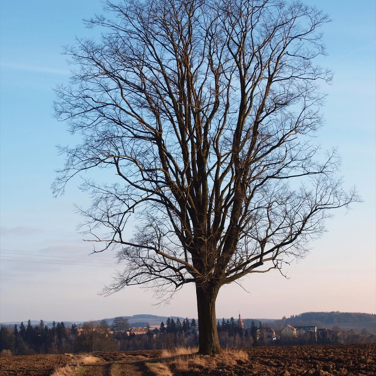 Lípa malolistá (Lípa srdčitá). Pořízeno 07.03.2015 17:03 - František Matoušek