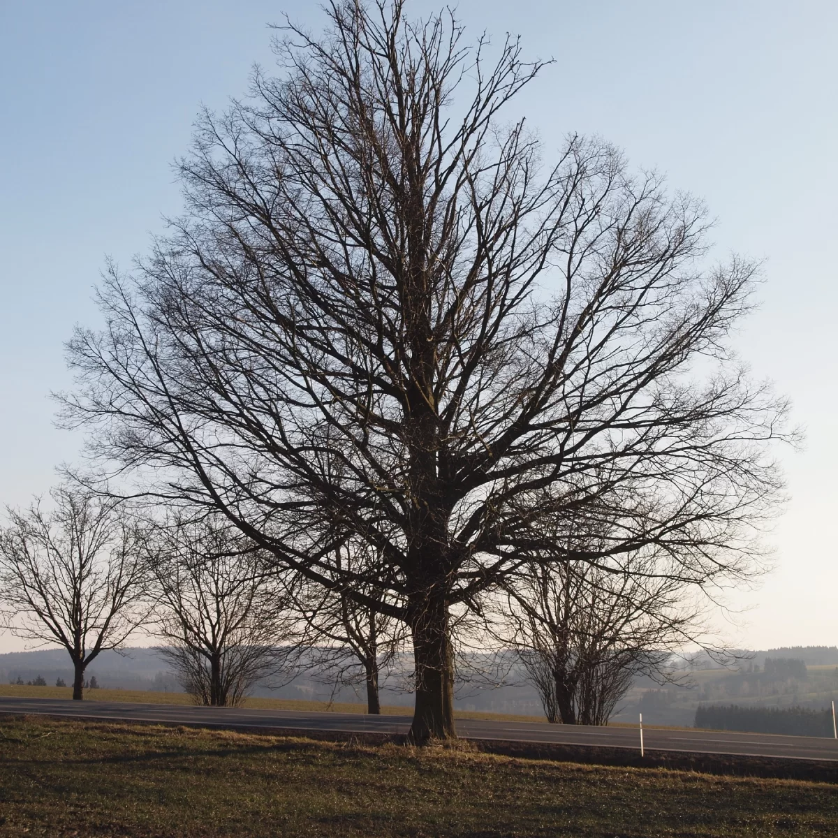 Lípa malolistá (Lípa srdčitá). Pořízeno 07.03.2015 17:03 - František Matoušek