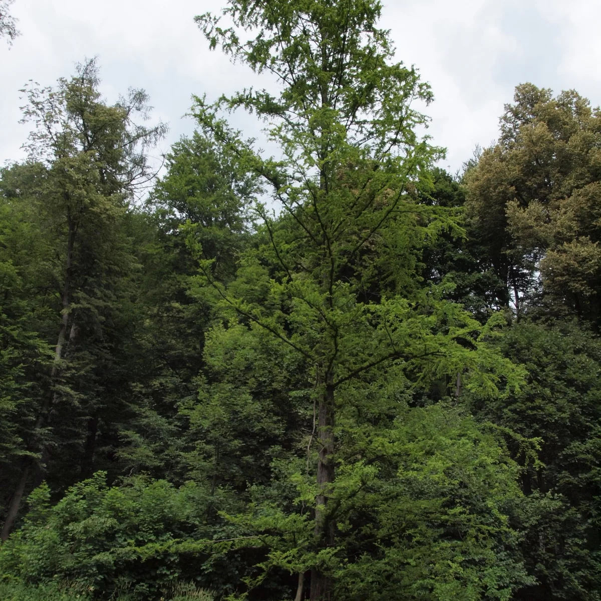 Metasekvoje čínská. Pořízeno 03.07.2018 16:07 - František Matoušek