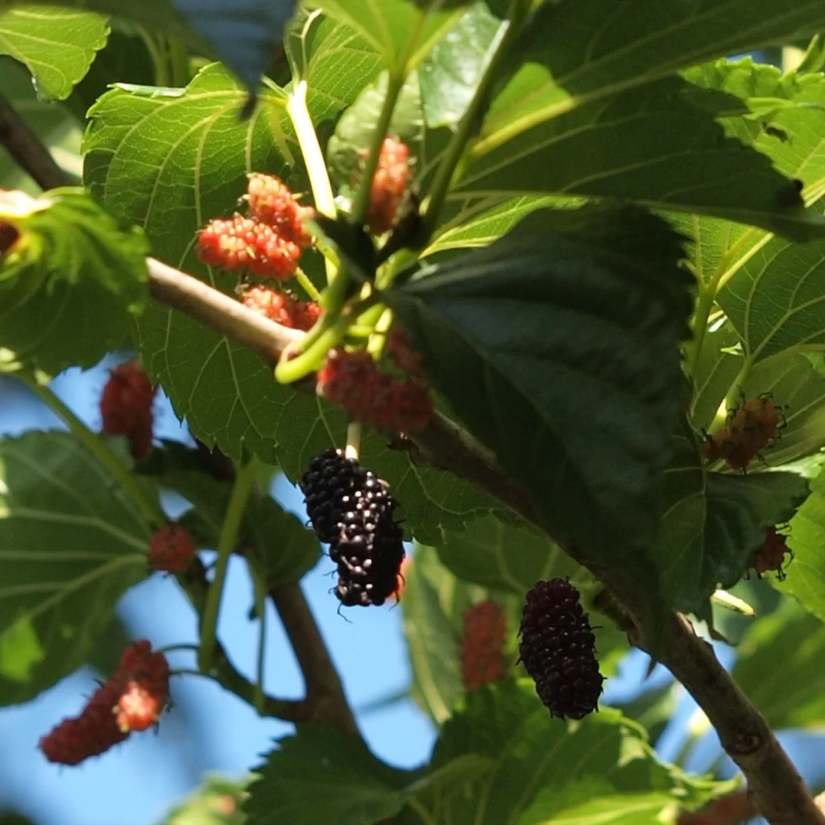 Morušovník černý. Pořízeno 30.06.2015 14:06 - František Matoušek