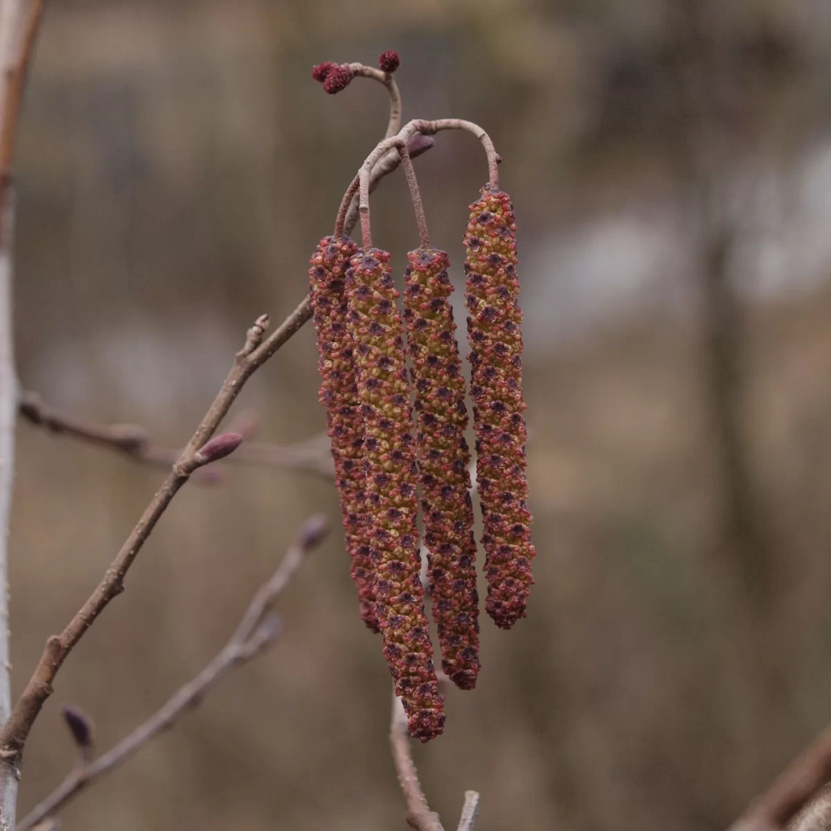 Olše lepkavá. Pořízeno 15.04.2019 17:04 - František Matoušek