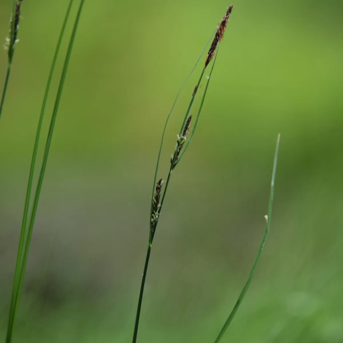 Ostřice obecná. Pořízeno 07.06.2015 18:06 - František Matoušek