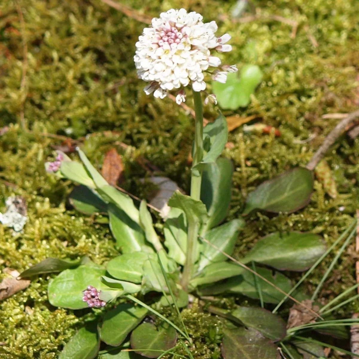 Penízek horský. Pořízeno 06.04.2015 18:04 - František Matoušek