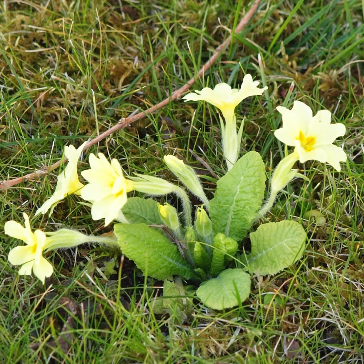 Prvosenka bezlodyžná. Pořízeno 06.04.2015 18:04 - František Matoušek