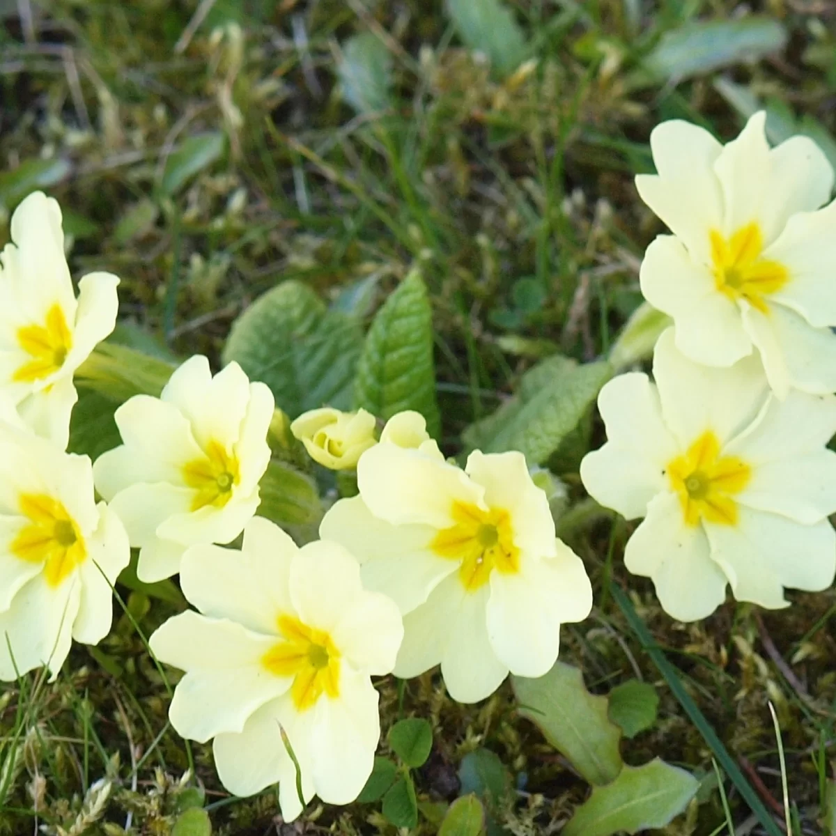 Prvosenka bezlodyžná. Pořízeno 06.04.2015 18:04 - František Matoušek