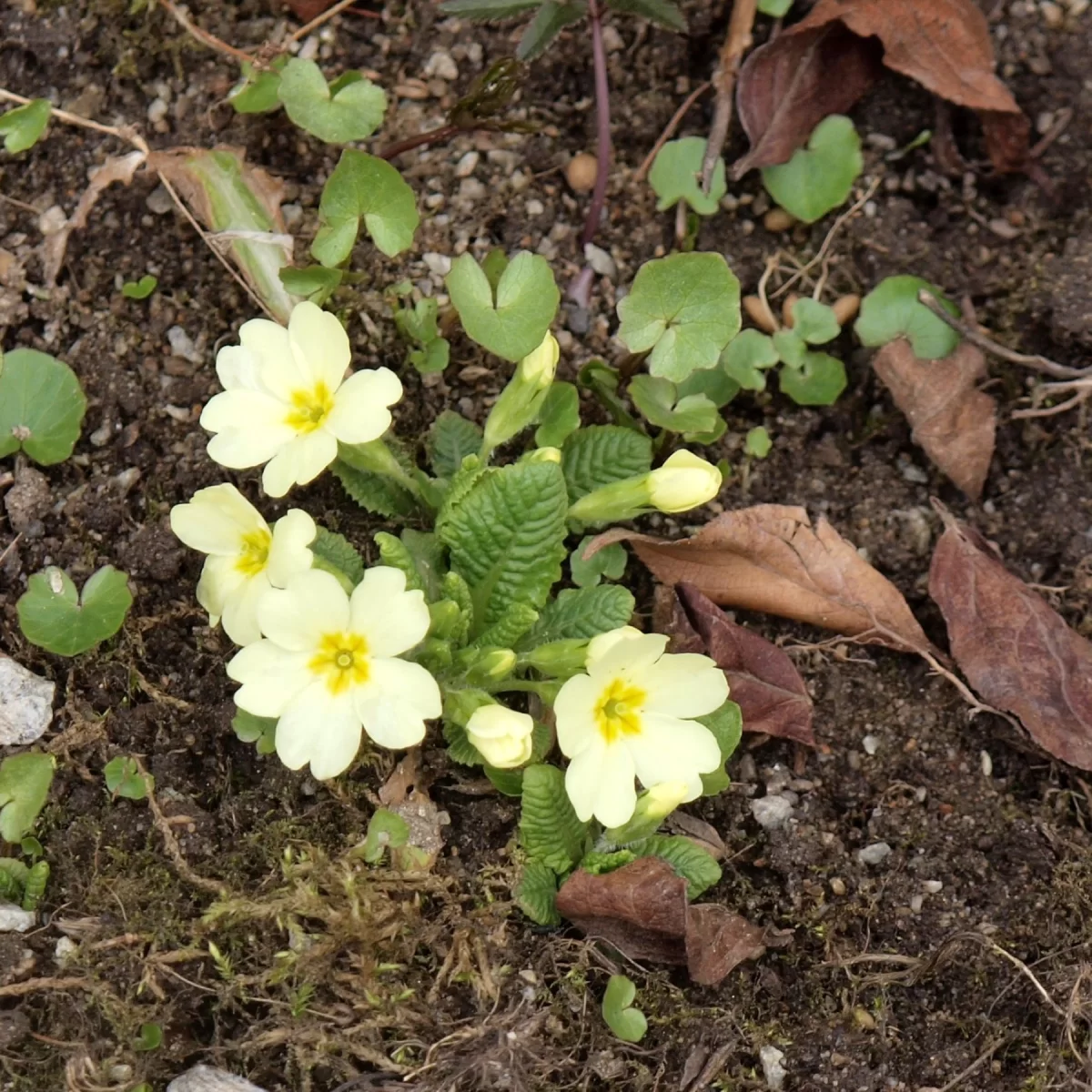 Prvosenka bezlodyžná. Pořízeno 02.04.2018 16:04 - František Matoušek