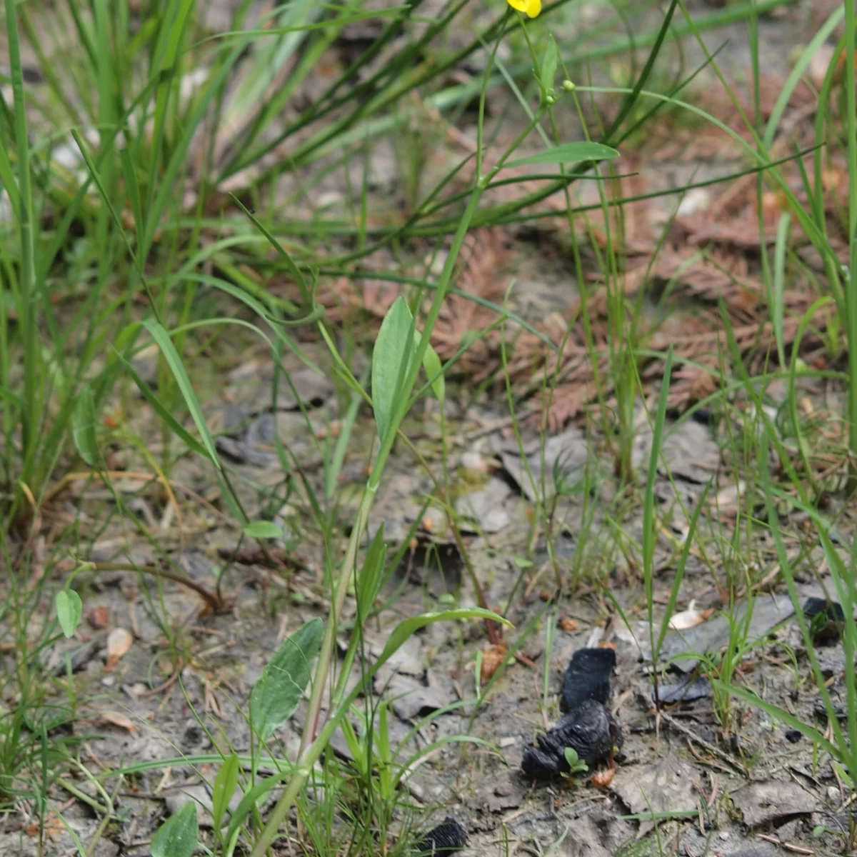 Pryskyřník plamének. Pořízeno 07.06.2015 18:06 - František Matoušek