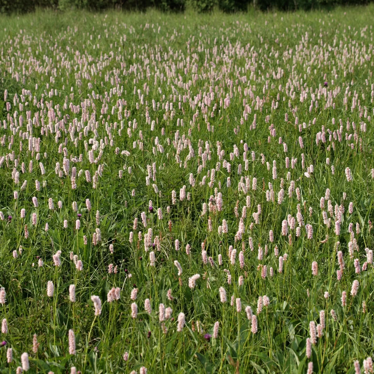 Rdesno hadí kořen (Hadí kořen větší). Pořízeno 07.06.2015 18:06 - František Matoušek