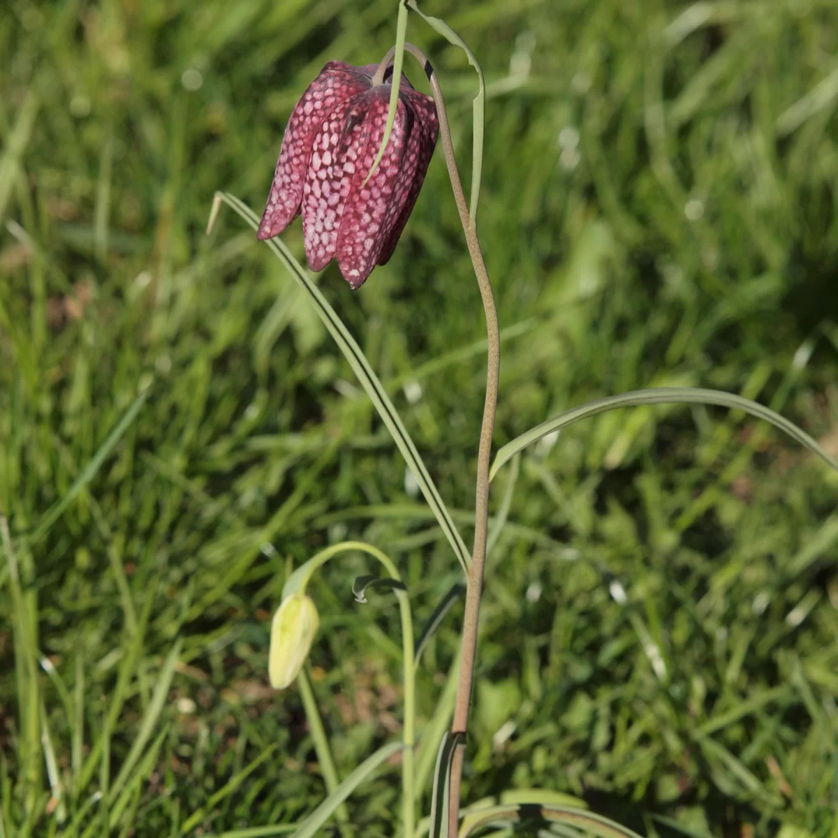 Řebčík kostkovaný. Pořízeno 20.04.2019 13:04 - František Matoušek