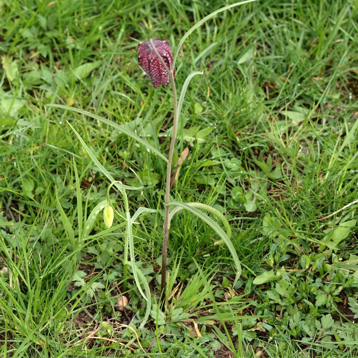 Řebčík kostkovaný. Pořízeno 15.04.2019 17:04 - František Matoušek