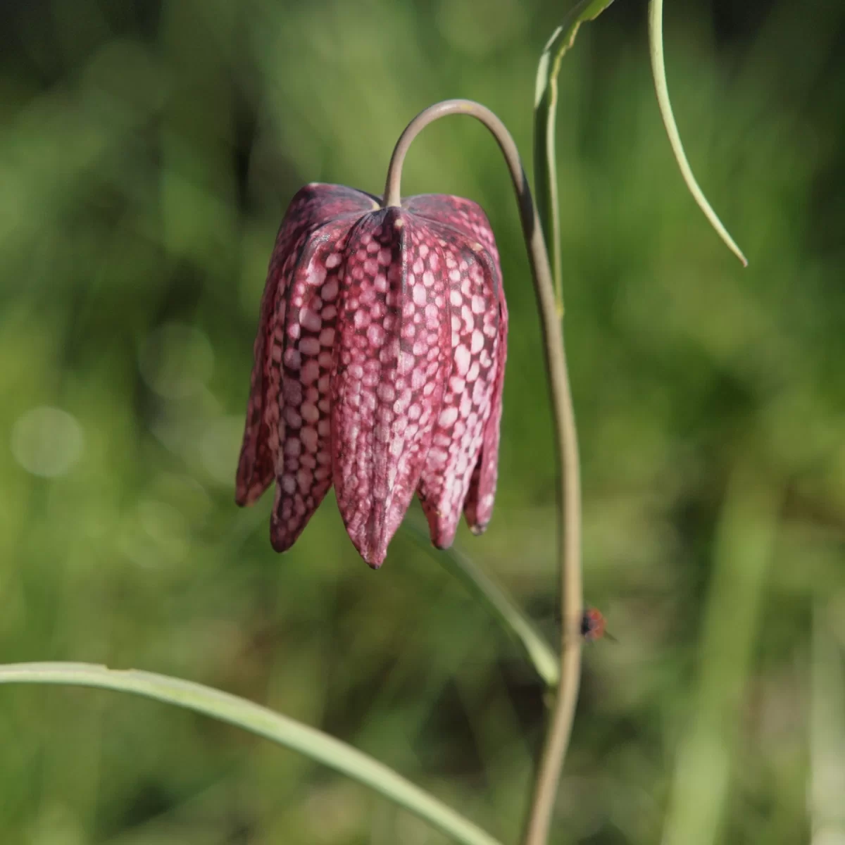 Řebčík kostkovaný. Pořízeno 20.04.2019 13:04 - František Matoušek