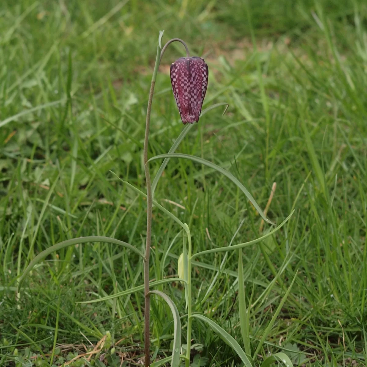 Řebčík kostkovaný. Pořízeno 15.04.2019 17:04 - František Matoušek