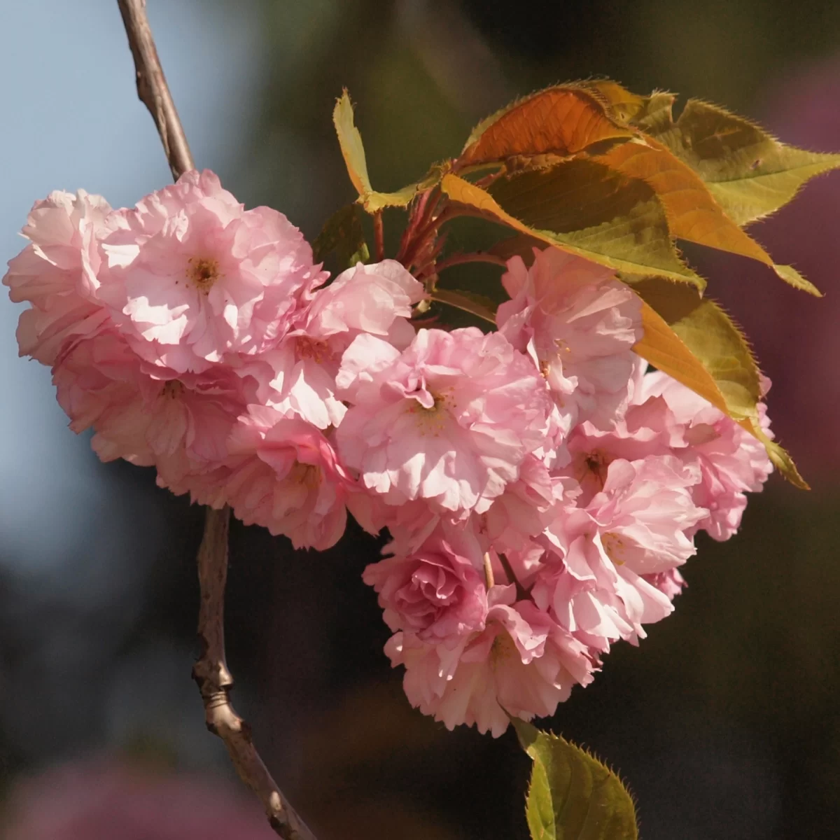 Sakura ozdobná. Pořízeno 27.04.2014 18:04 - František Matoušek