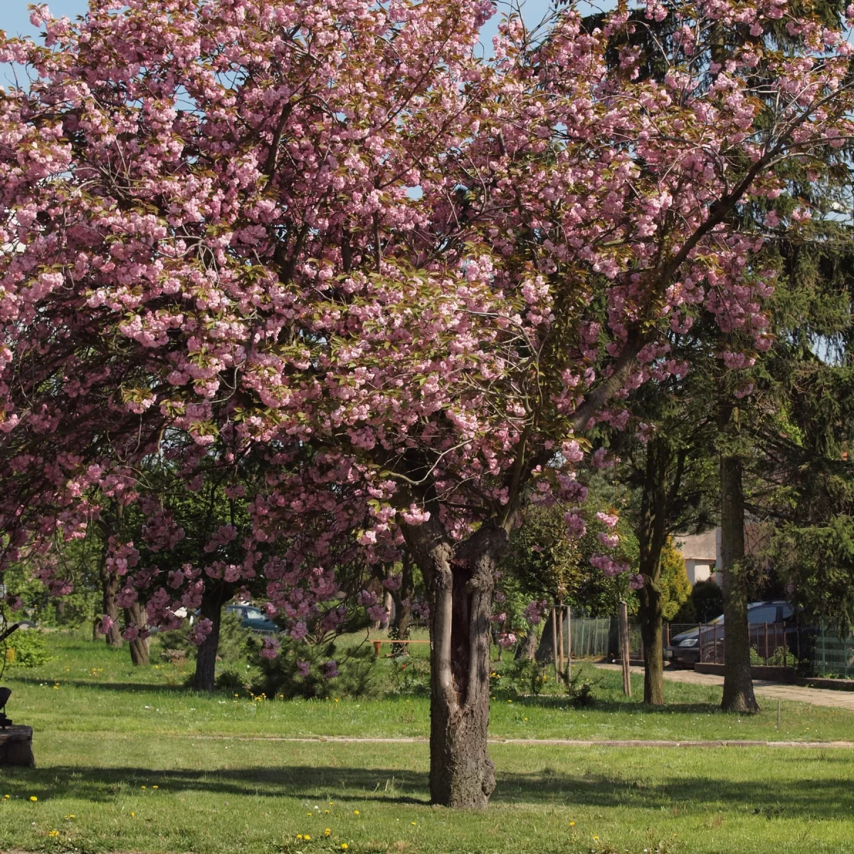 Sakura ozdobná. Pořízeno 27.04.2014 18:04 - František Matoušek