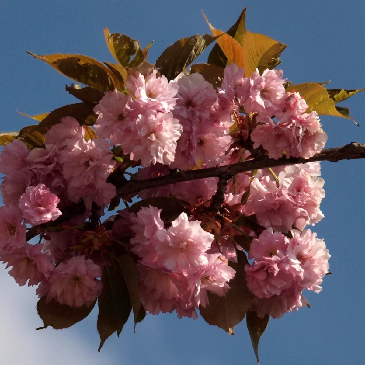 Sakura ozdobná. Pořízeno 27.04.2014 18:04 - František Matoušek