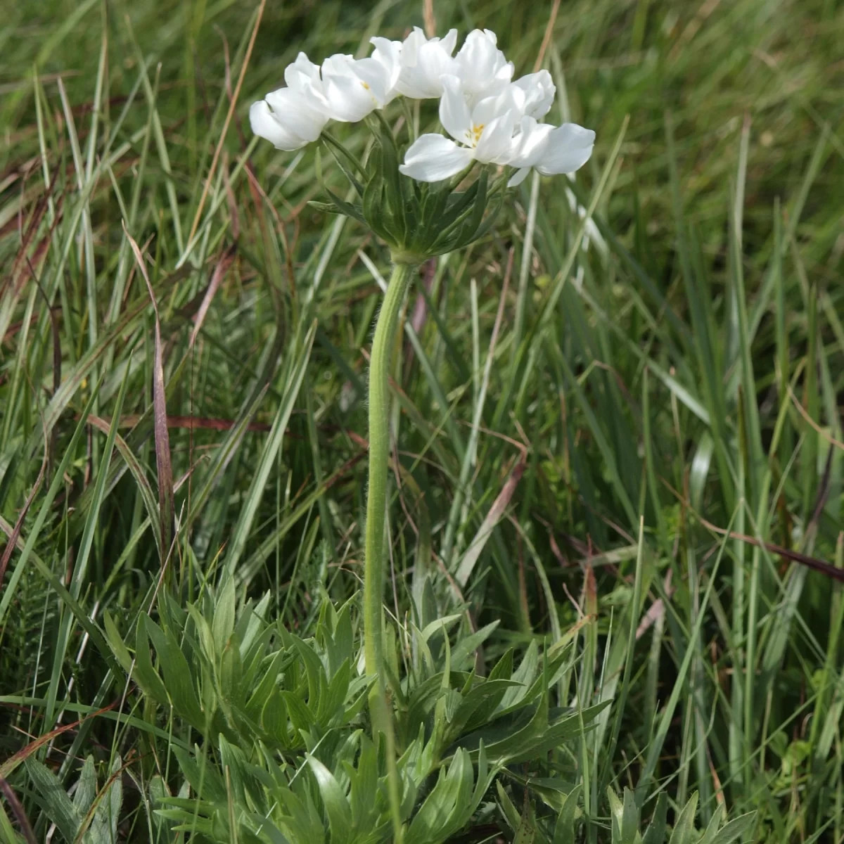 Sasanka narcisokvětá, Větrnice narcisokvětá. Pořízeno 05.07.2016 22:07 - František Matoušek