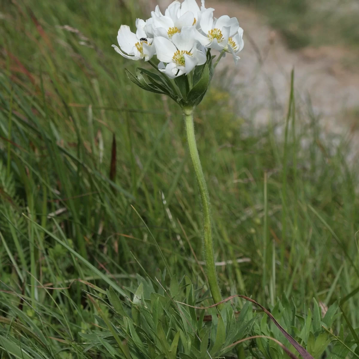 Sasanka narcisokvětá, Větrnice narcisokvětá. Pořízeno 05.07.2016 22:07 - František Matoušek