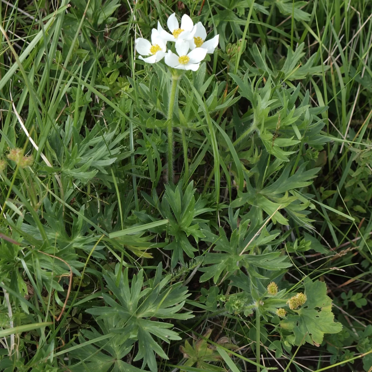 Sasanka narcisokvětá, Větrnice narcisokvětá. Pořízeno 05.07.2016 22:07 - František Matoušek