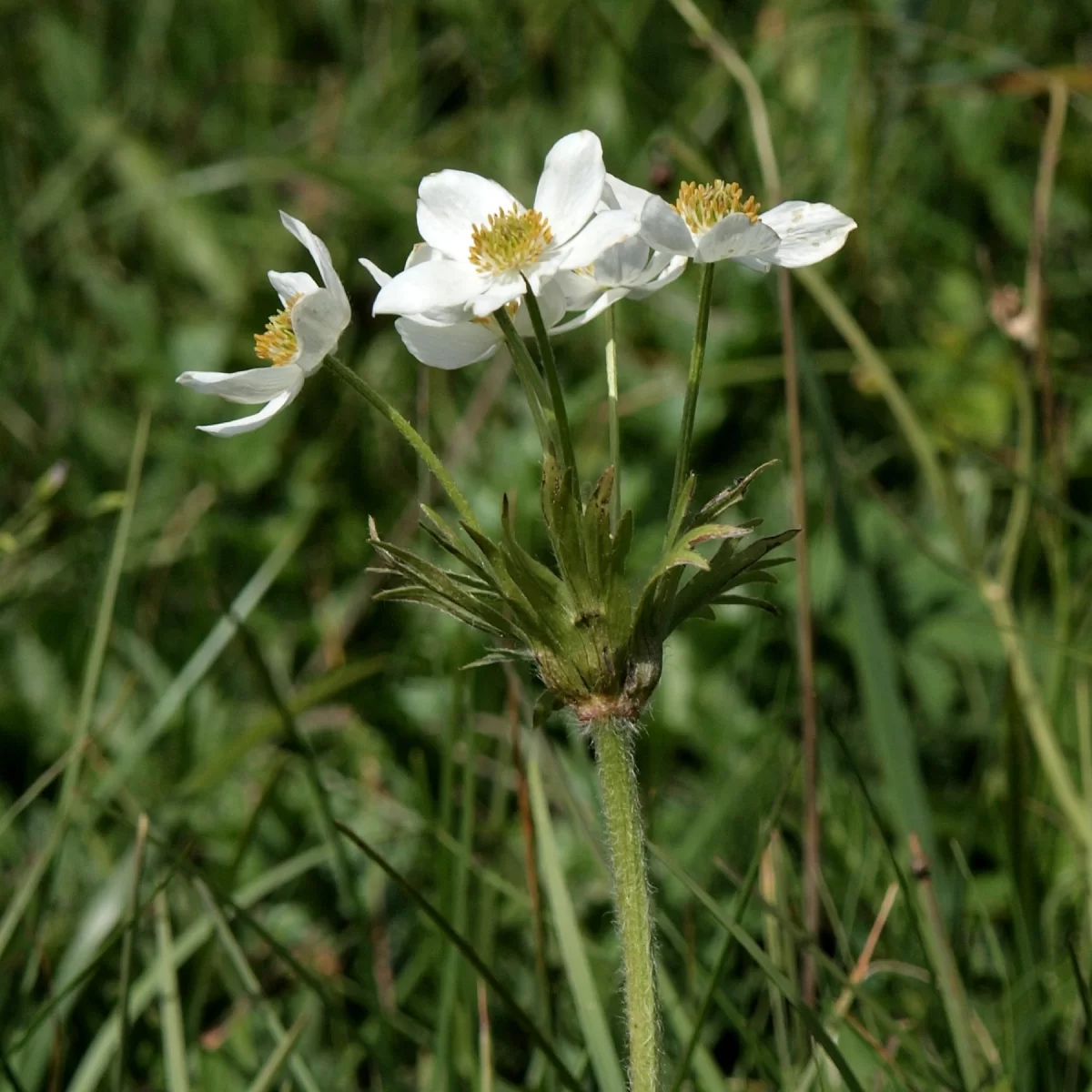 Sasanka narcisokvětá, Větrnice narcisokvětá. Pořízeno 05.07.2016 22:07 - František Matoušek