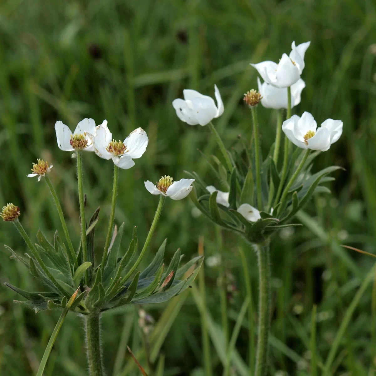 Sasanka narcisokvětá, Větrnice narcisokvětá. Pořízeno 05.07.2016 22:07 - František Matoušek