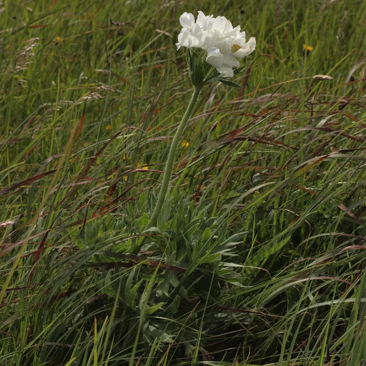 Sasanka narcisokvětá, Větrnice narcisokvětá. Pořízeno 05.07.2016 22:07 - František Matoušek