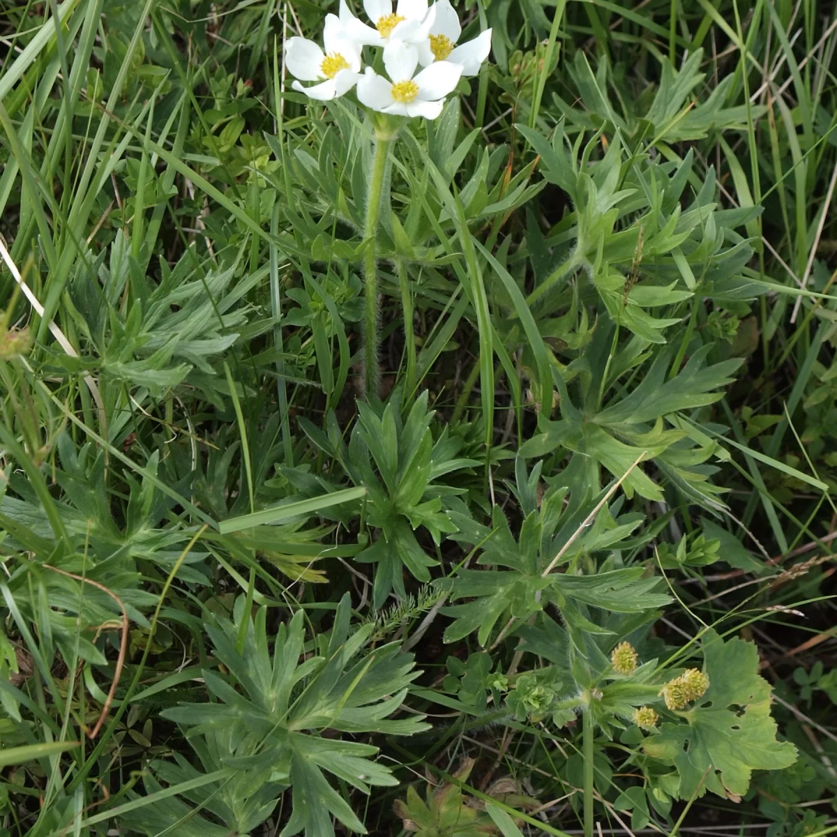 Sasanka narcisokvětá, Větrnice narcisokvětá. Pořízeno 05.07.2016 22:07 - František Matoušek