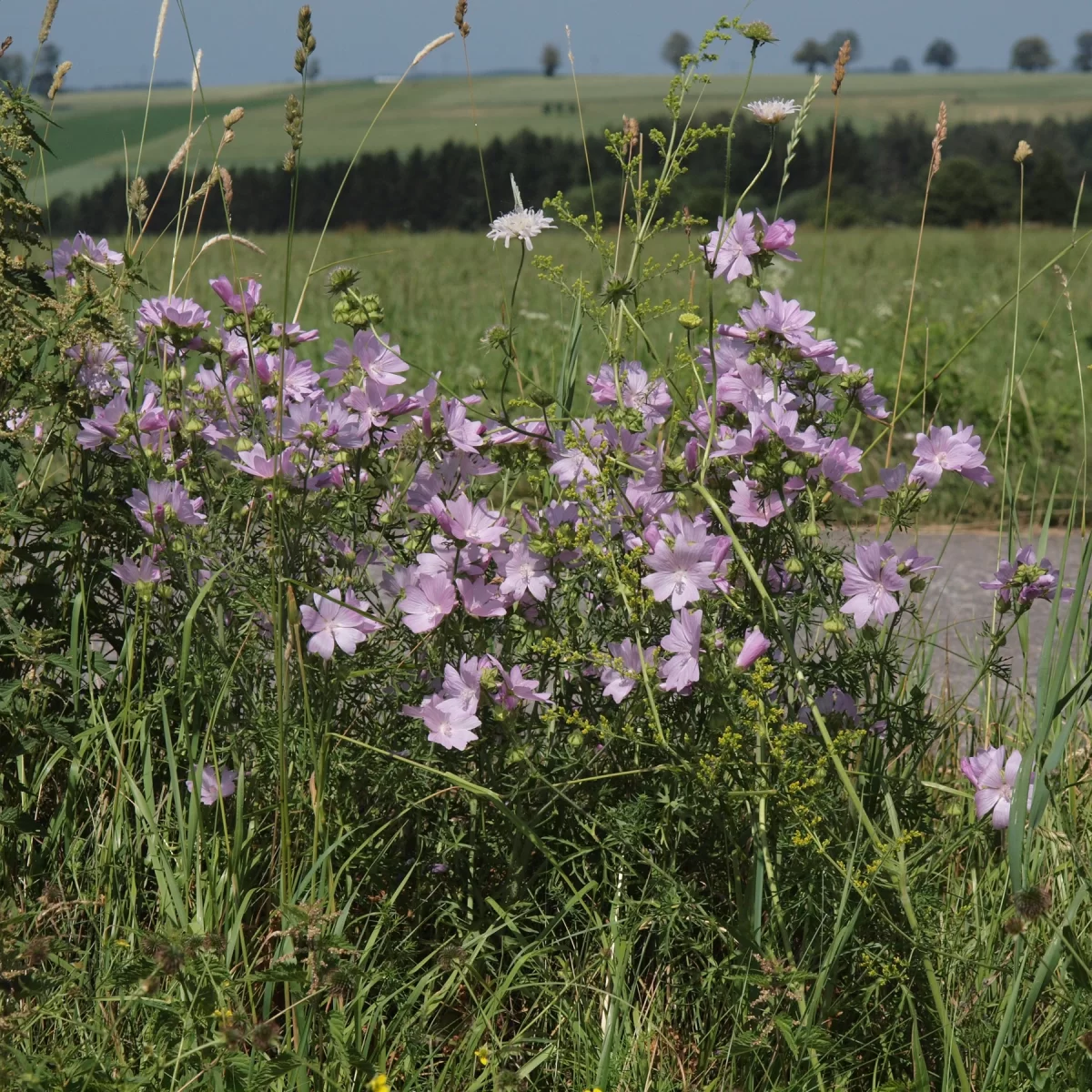 Sléz pižmový. Pořízeno 26.06.2019 15:06 - František Matoušek