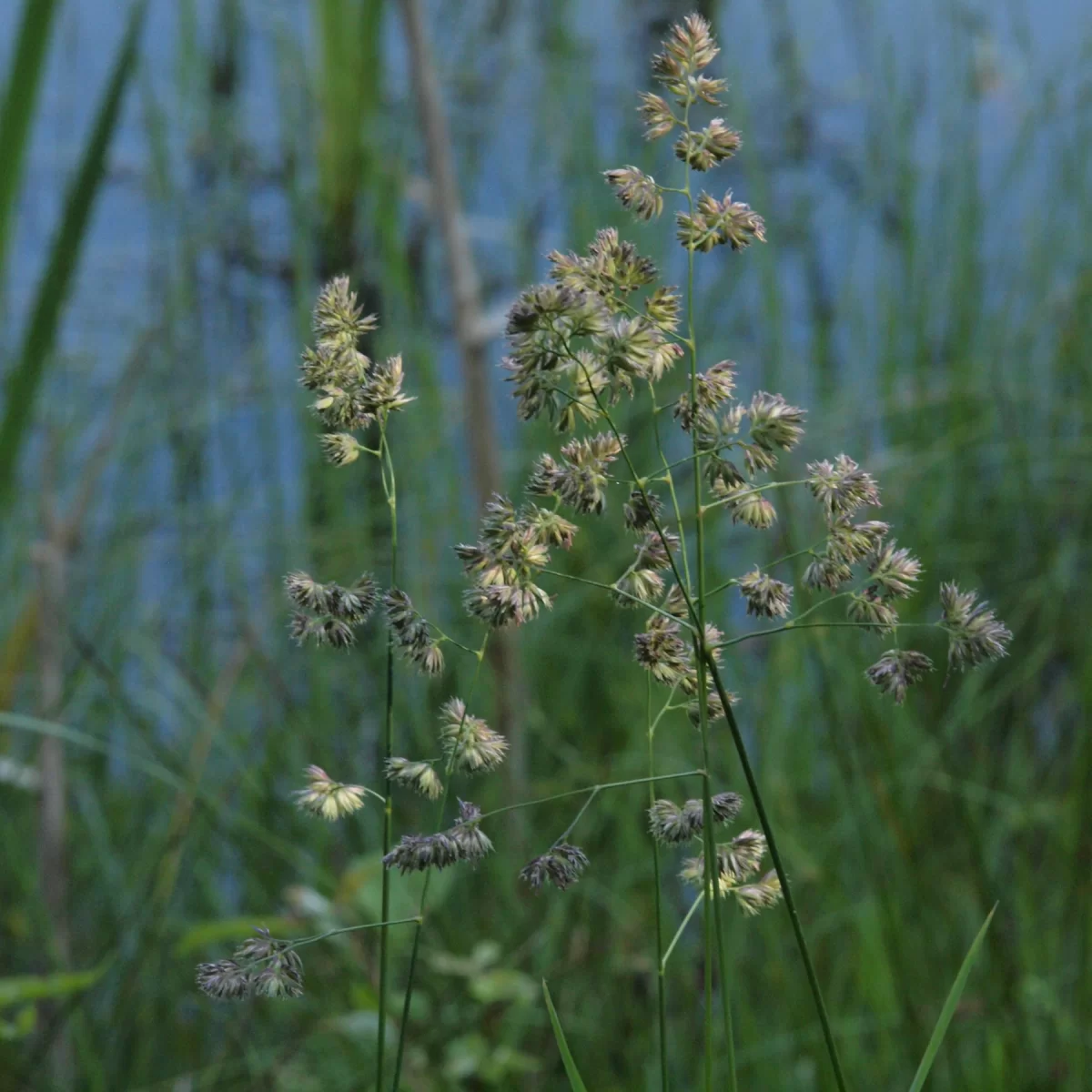 Srha laločnatá (Srha říznačka). Pořízeno 14.06.2009 15:06 - František Matoušek