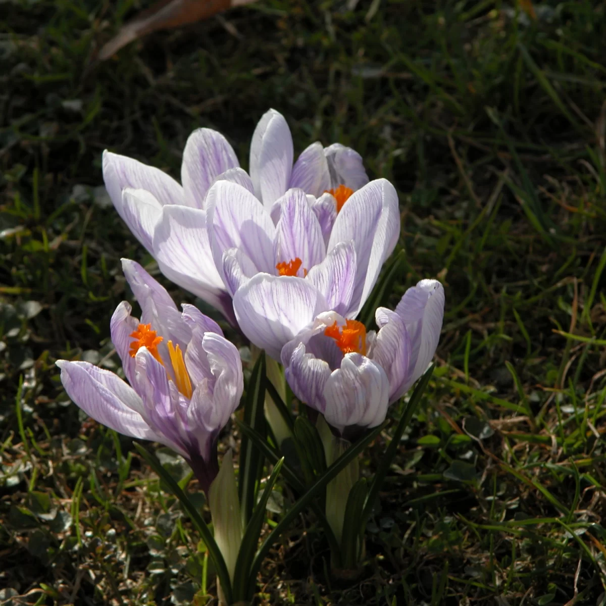 Šafrán bělokvětý. Pořízeno 30.03.2005 16:03 - František Matoušek