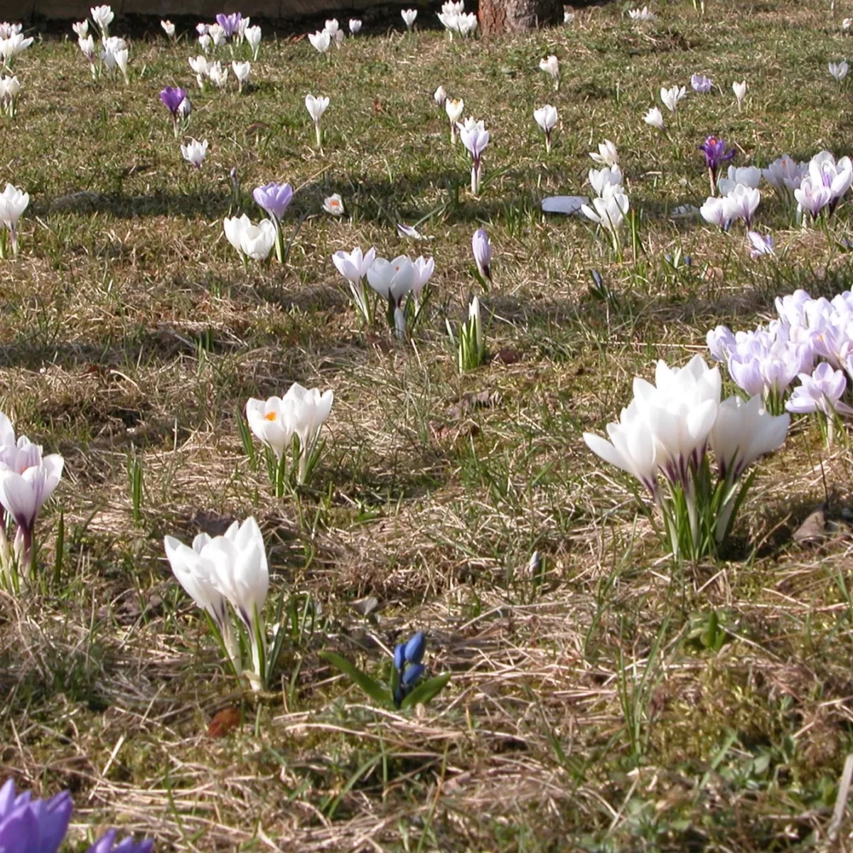 Šafrán bělokvětý. Pořízeno 30.03.2005 16:03 - František Matoušek