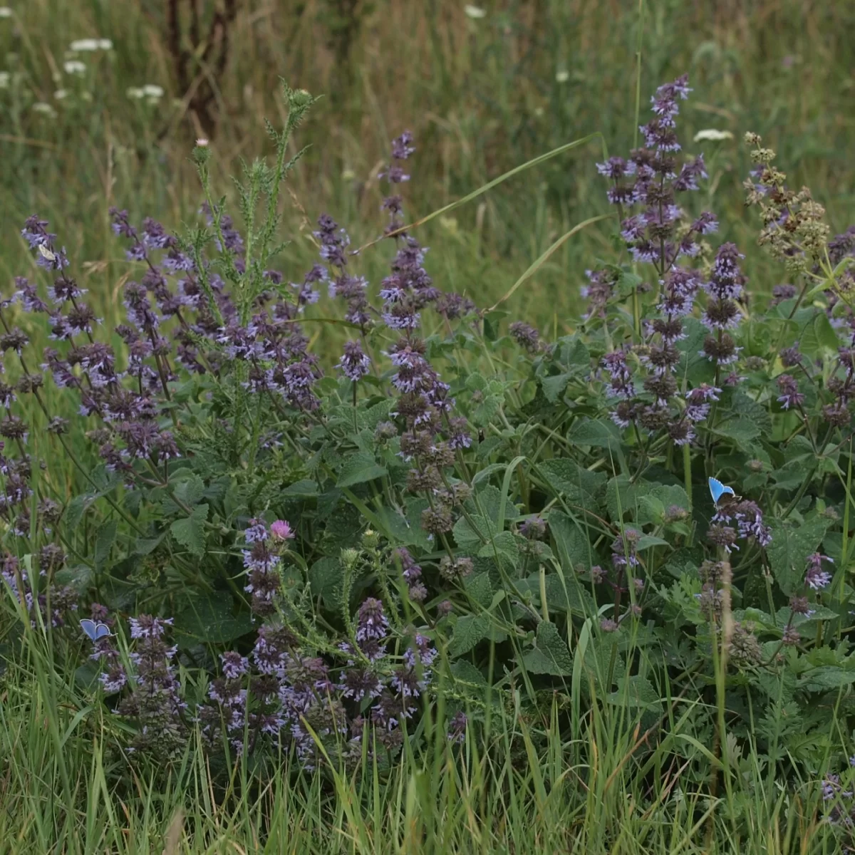 Šalvěj přeslenitá. Pořízeno 26.07.2014 20:07 - František Matoušek